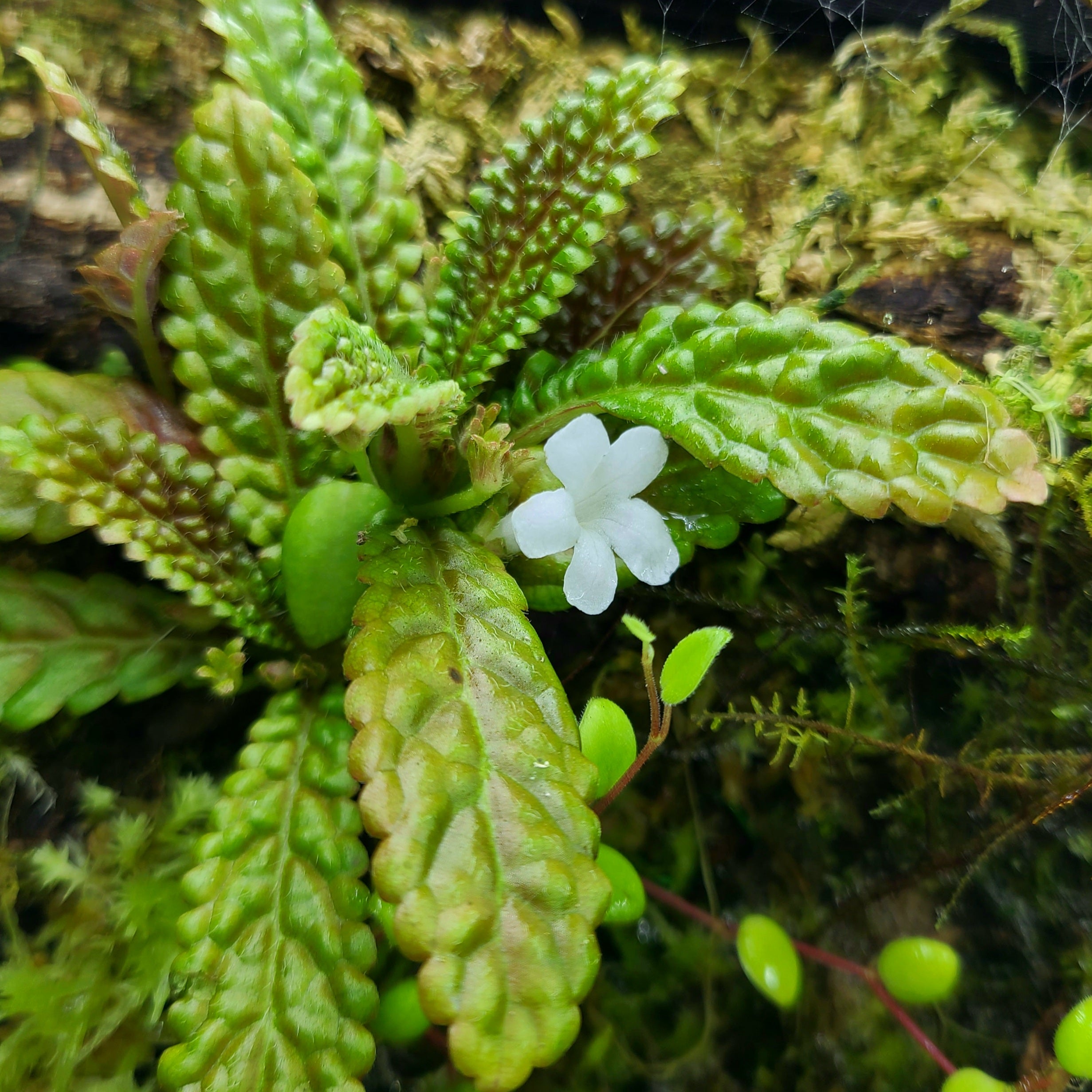 Nautilocalyx – FrogDaddy