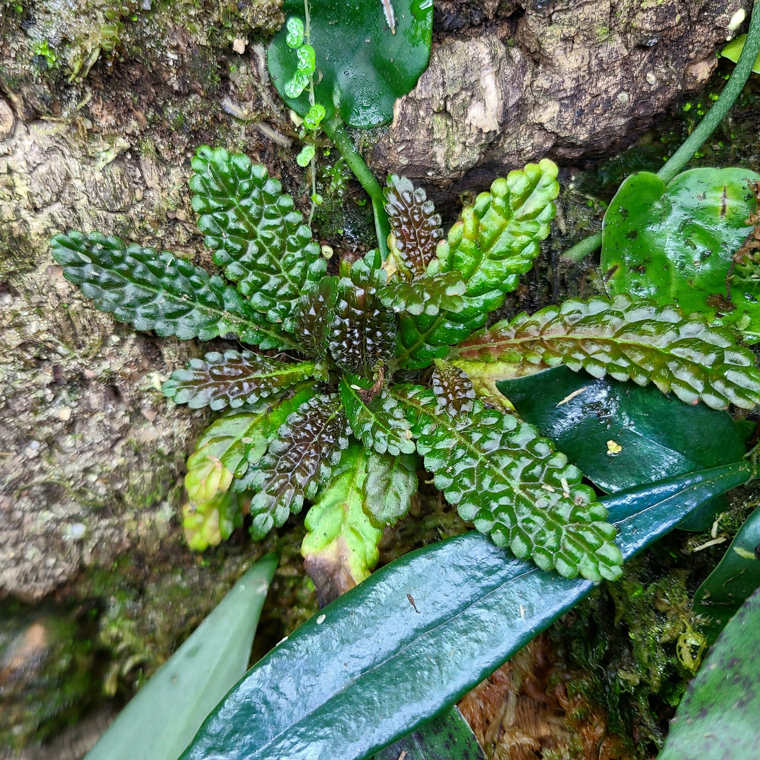 Nautilocalyx – Tagged 