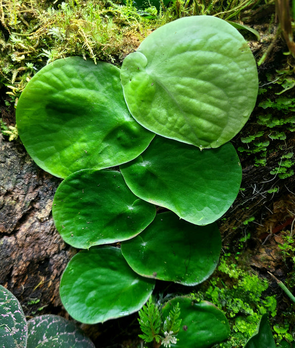 Monstera sp Bocas del Toro