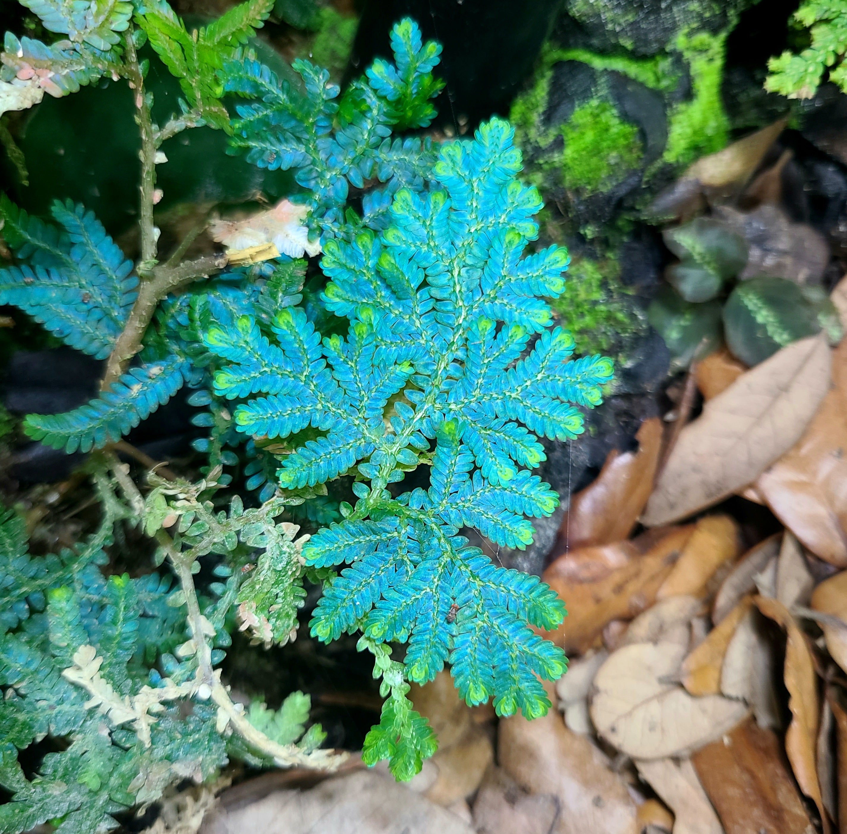 Selaginella willdenowii – FrogDaddy