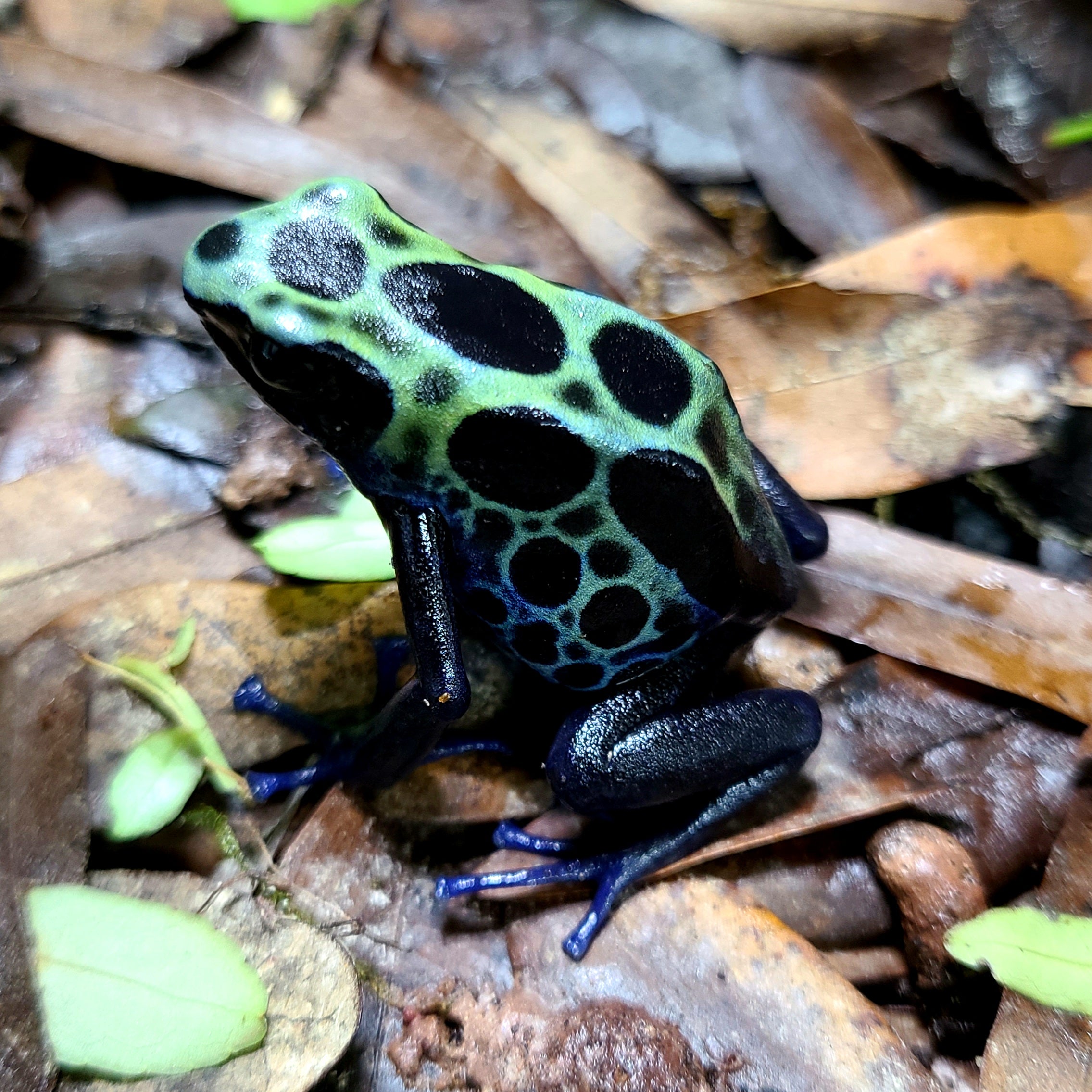 Dendrobates tinctorius 