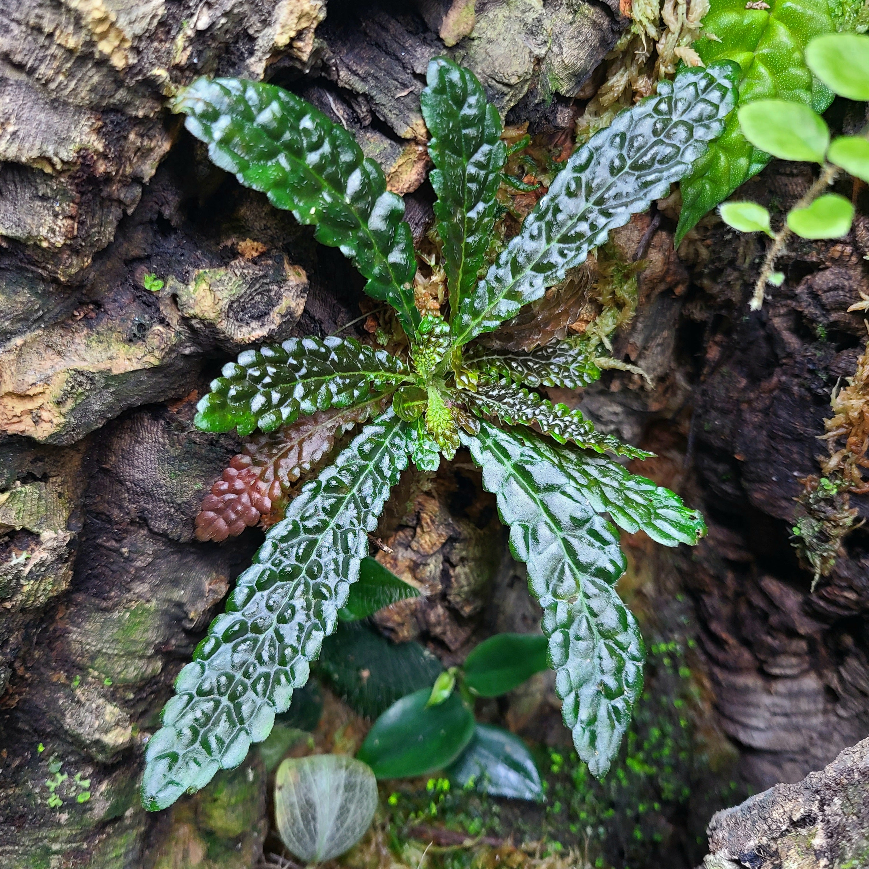Nautilocalyx – FrogDaddy