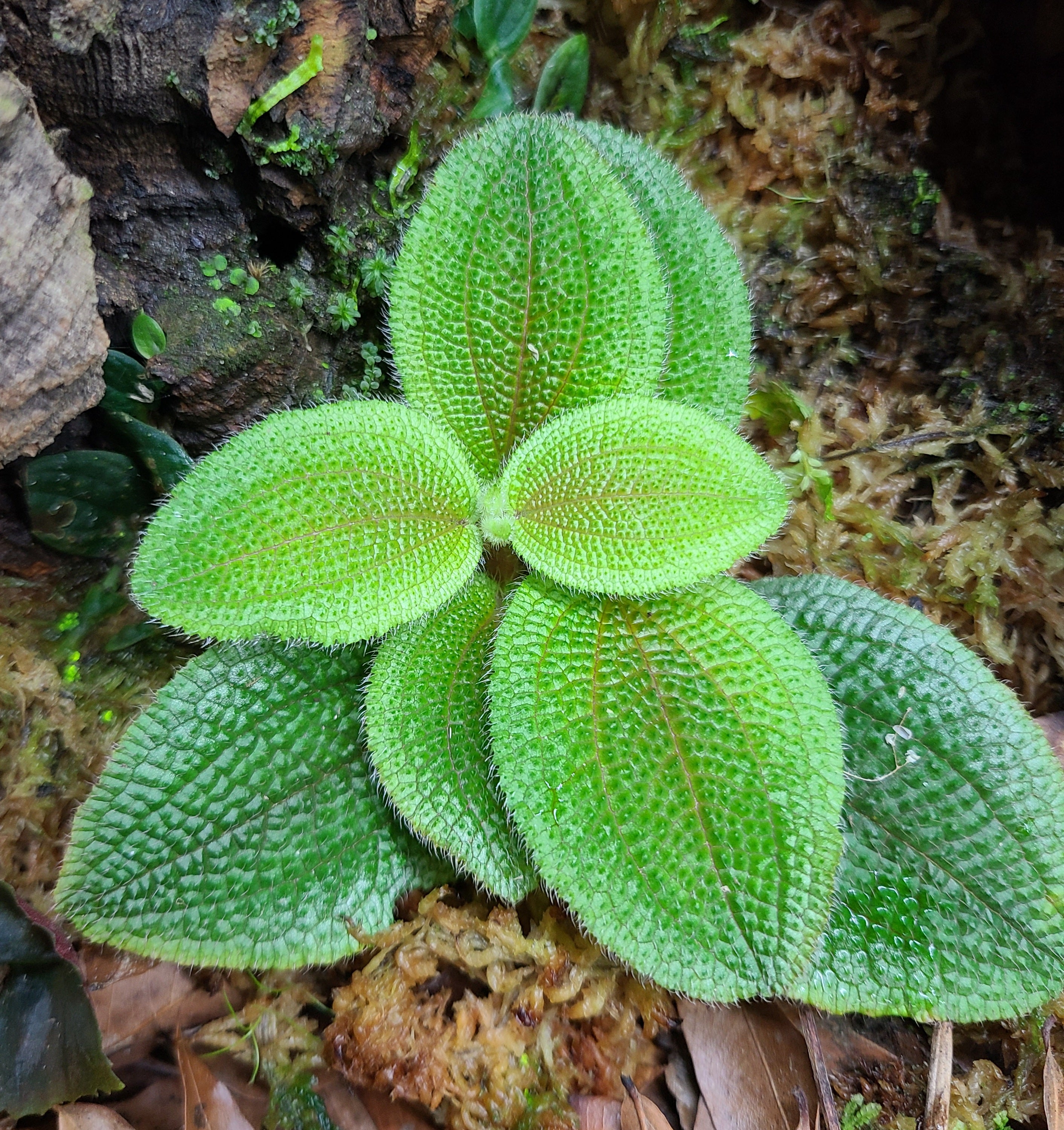 Phyllagathis sp Terrarium Plant | FrogDaddy