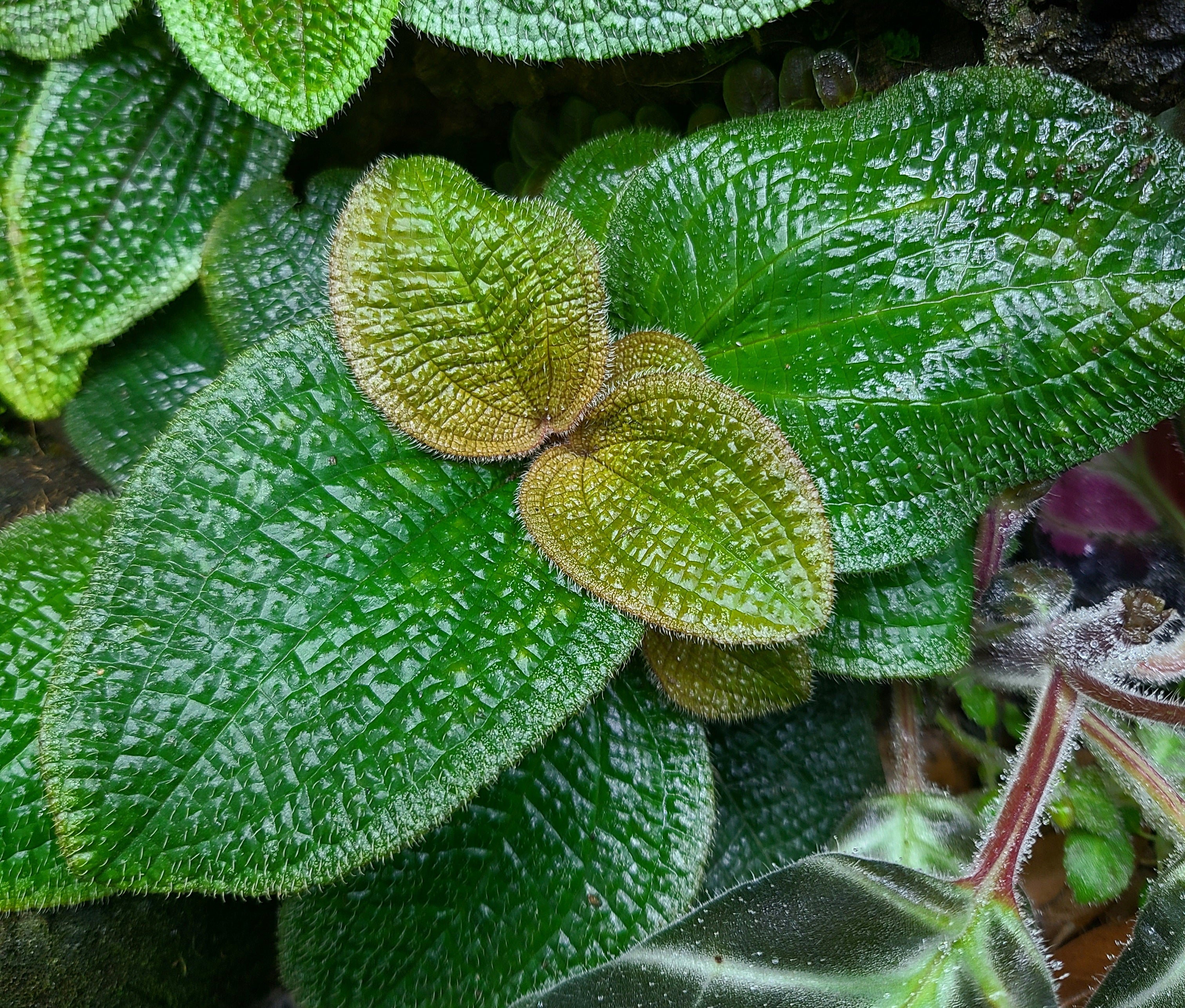 その他観葉植物 Phyllagatis guttata Phyllagathis prostrata Terrarium Plant | FrogDaddy