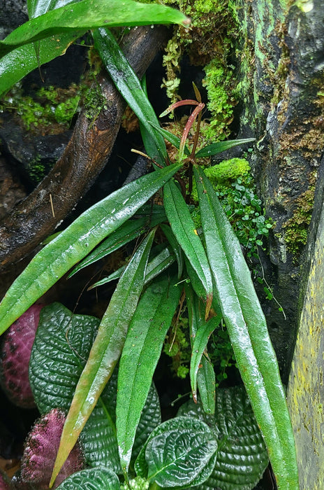 Medinella sp. Philippines