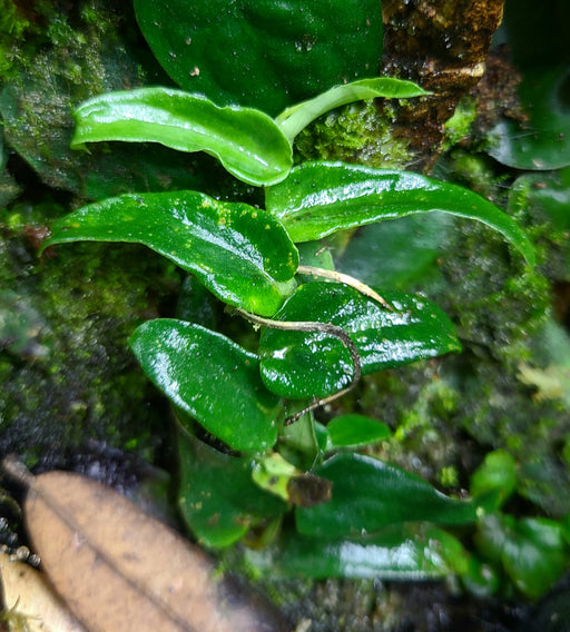 Rhaphidophora tenuis