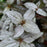 Pilea pubescens ‘Silver Cloud’