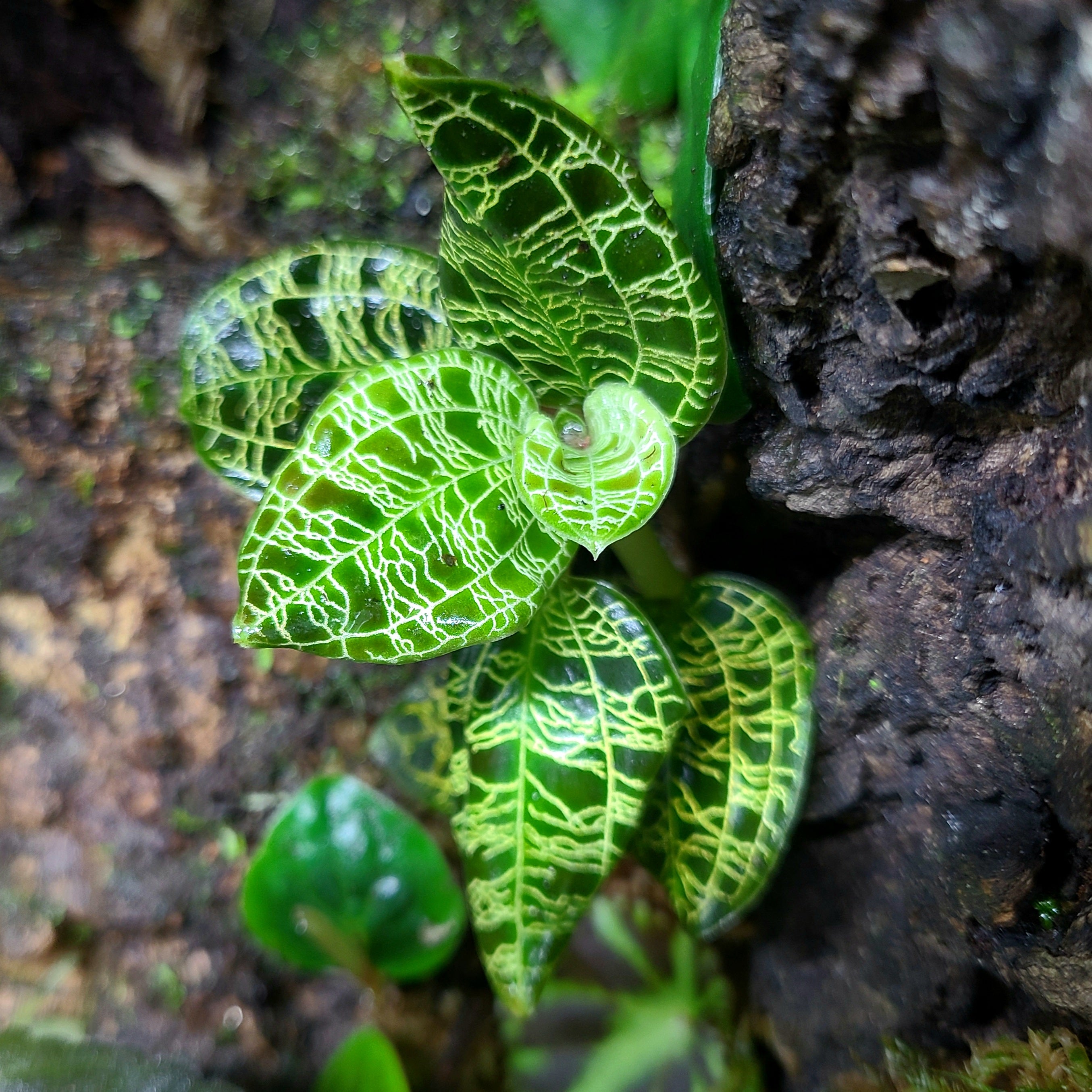 Macodes petola Terrarium Plant | FrogDaddy