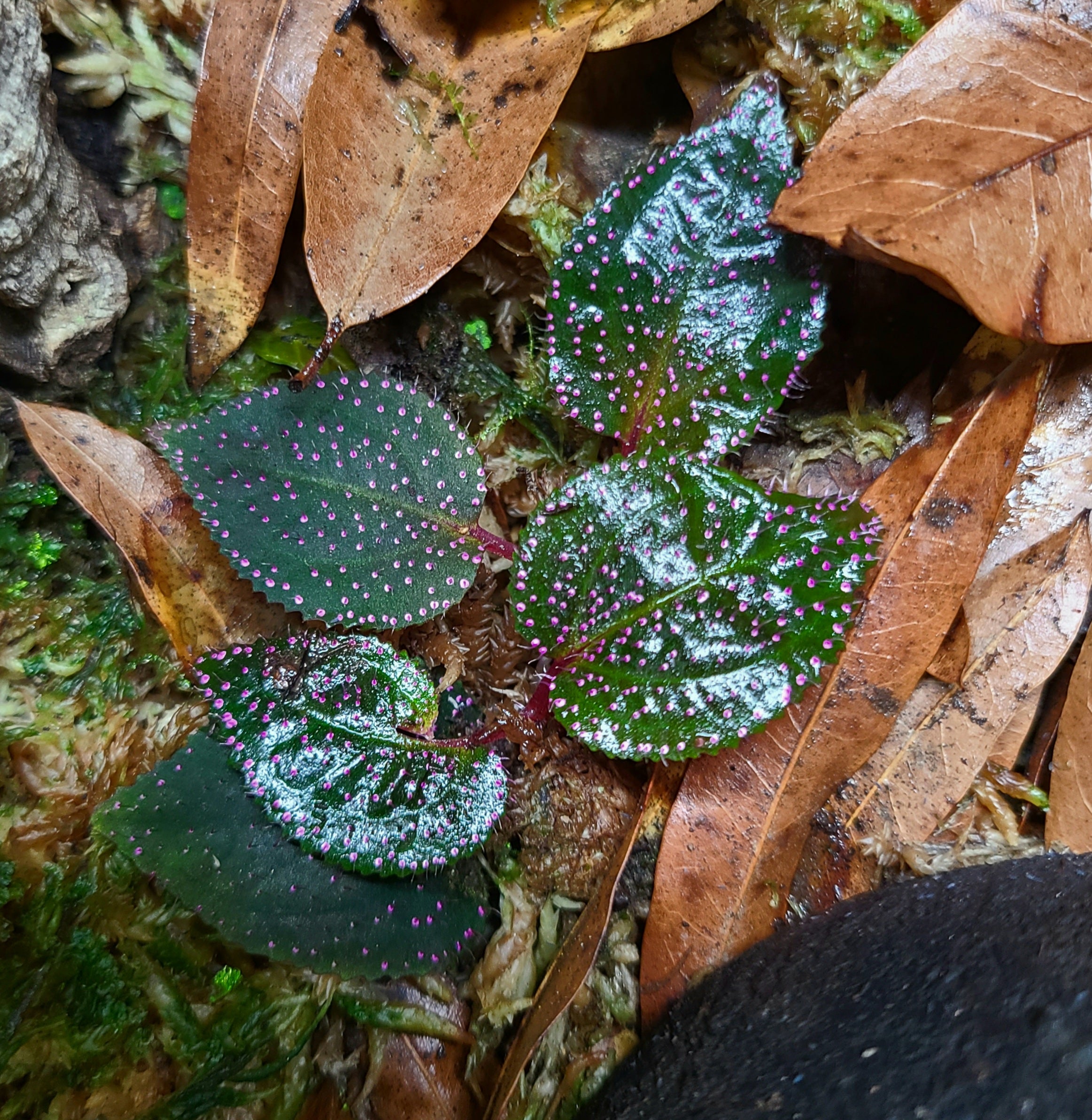 Sarcopyramis Pink Dot / sp Sanggau Terrarium Plant | FrogDaddy