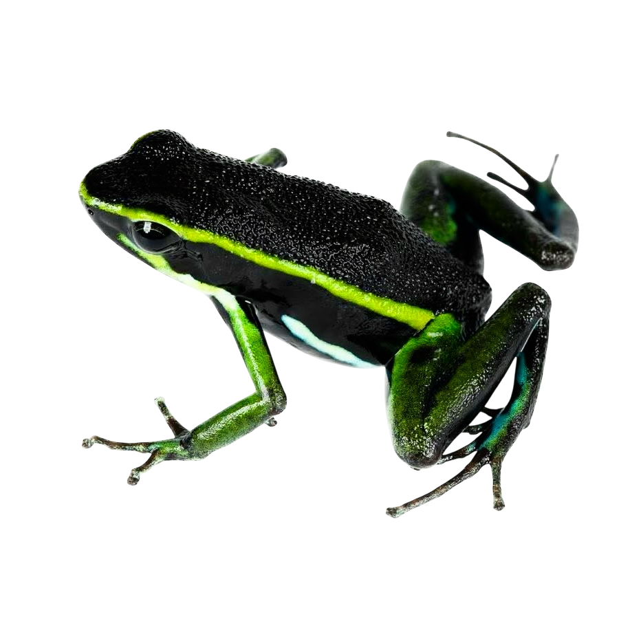 Ameerega trivittata “Green” Tadpole | FrogDaddy