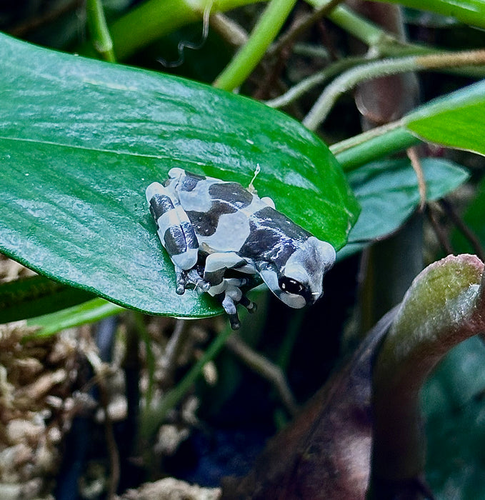 Trachycephalus resinifictrix - Amazon Milk Frog