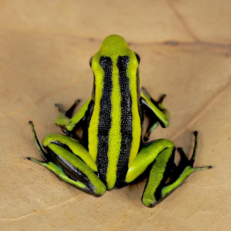 AVAILABLE NOW - Frogs – FrogDaddy