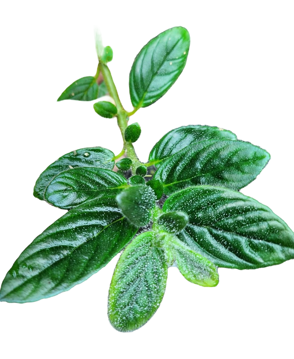 Columnea orientandia “Mindo Ecuador”