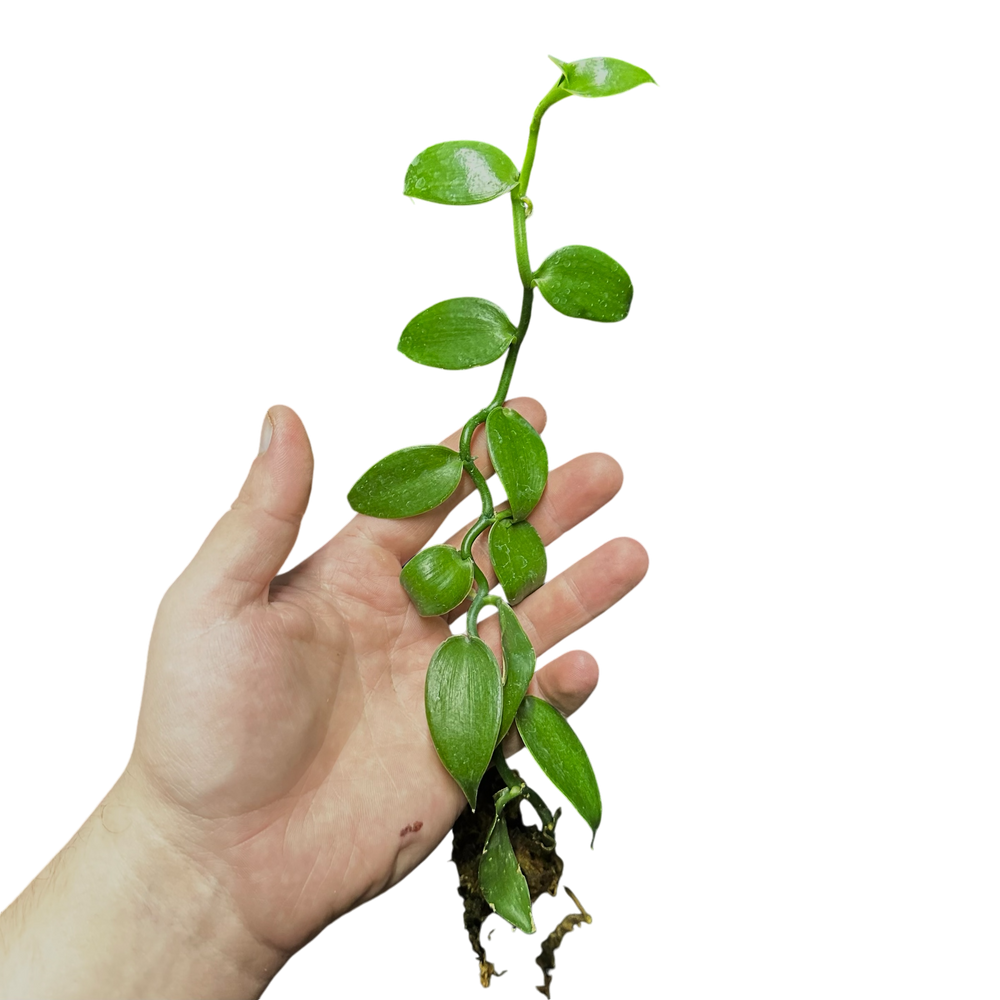 Vanilla planifolia