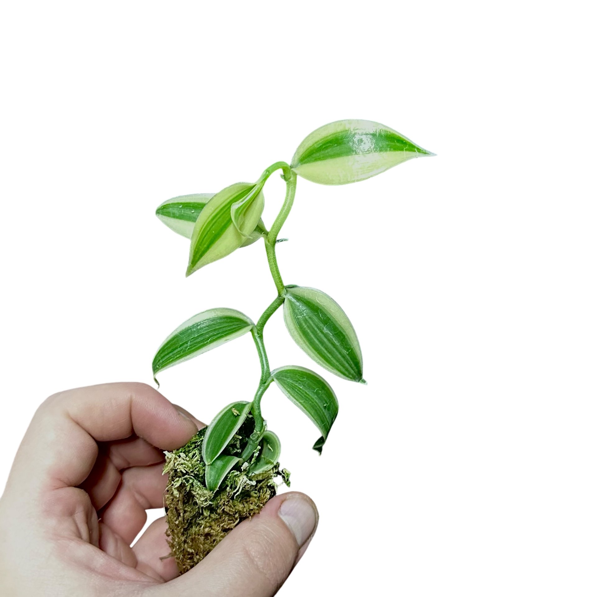 Vanilla planifolia “Super Variegated”