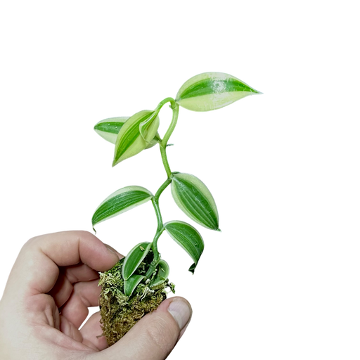 Vanilla planifolia “Super Variegated”