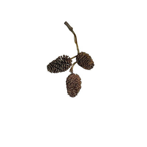 Alder Cones