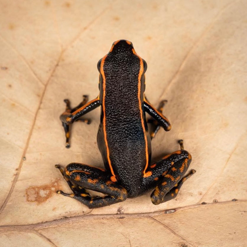 Ameerega trivittata “Orange” Dart Frog | FrogDaddy