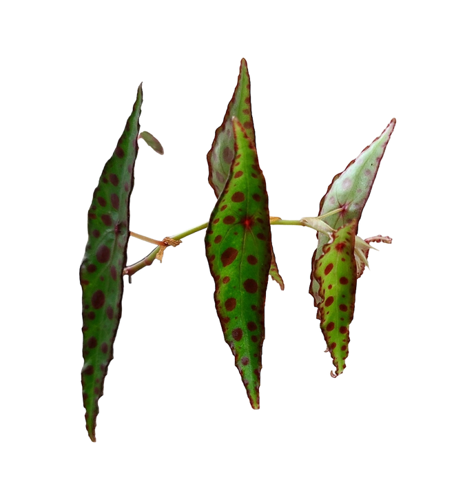 Begonia amphioxus