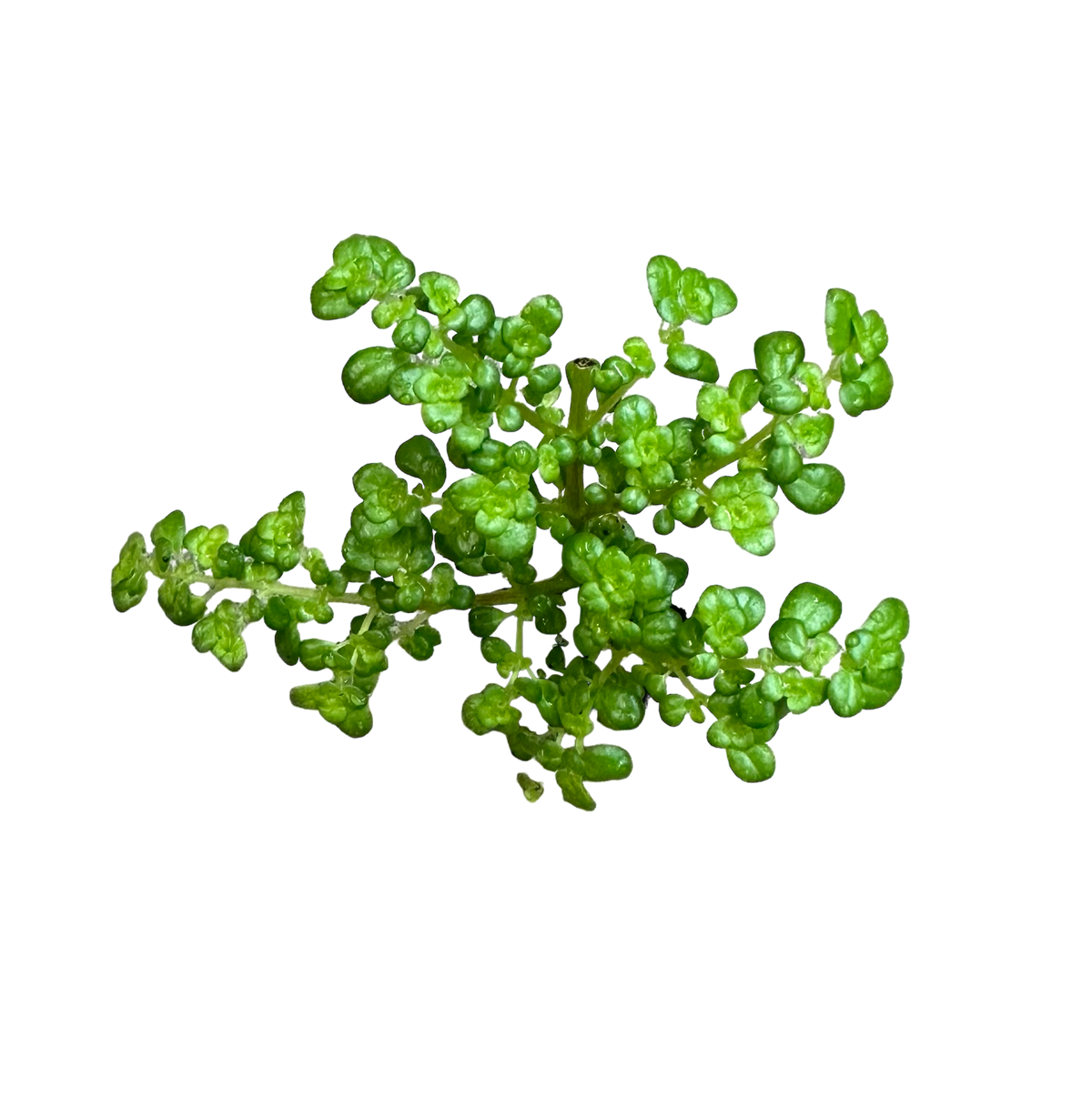 Pilea microphylla — FrogDaddy