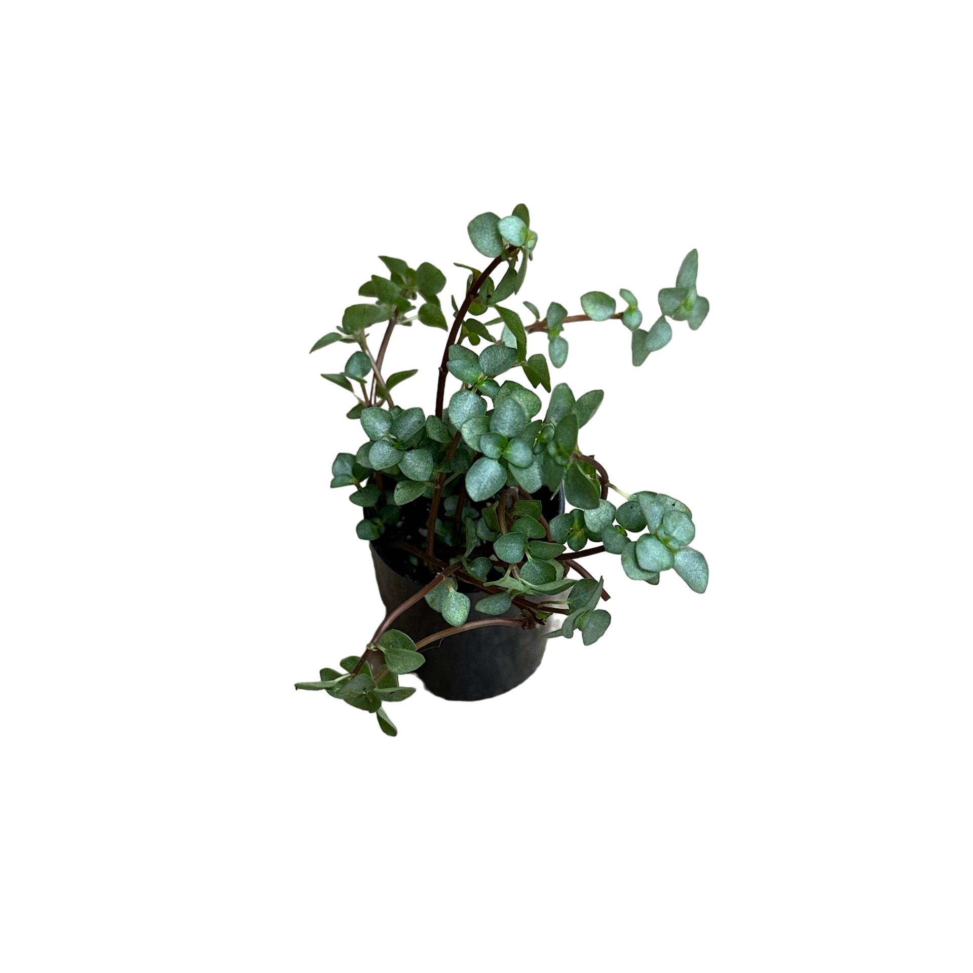 Pilea libanensis (Silver Sparkle) Terrarium Plant