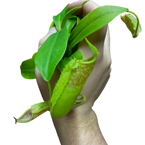 Nepenthes sanguinea