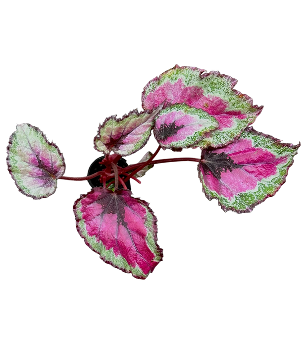 Begonia SpitFire King