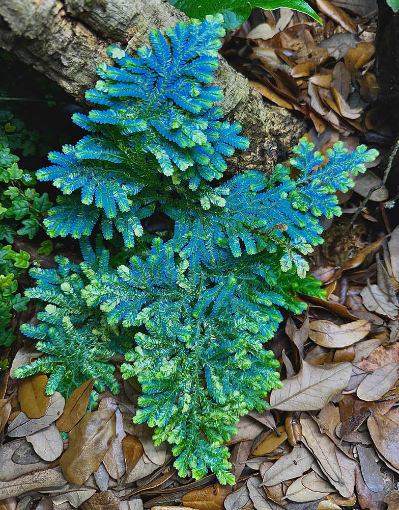 Selaginella willdenowii “Variegated”