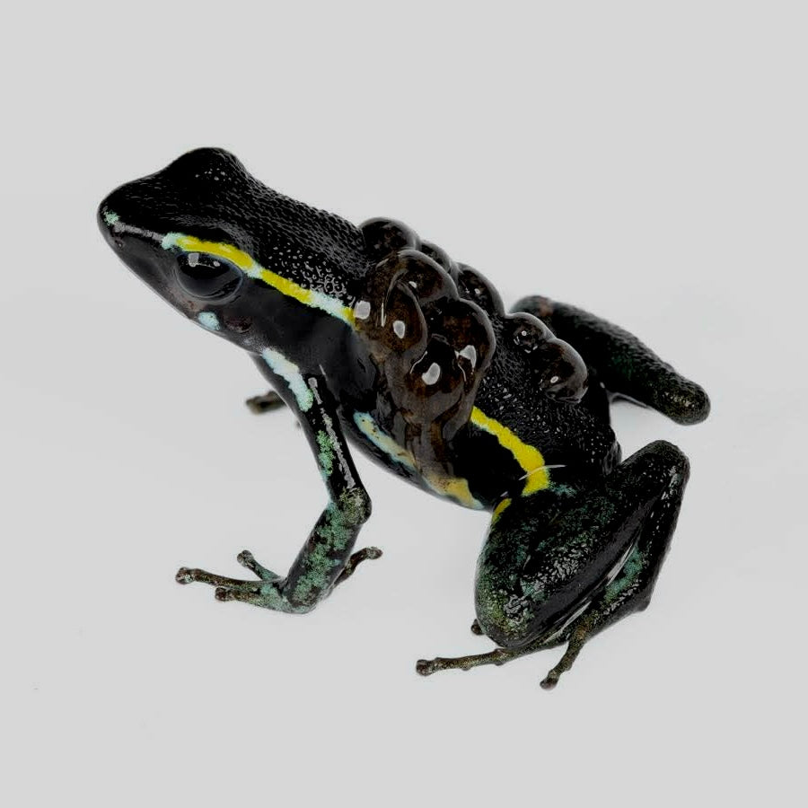 Ameerega trivittata “Green” Dart Frog | FrogDaddy