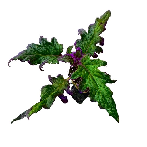 Gynura aurantiaca - Purple Passion