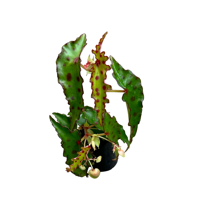 Begonia amphioxus