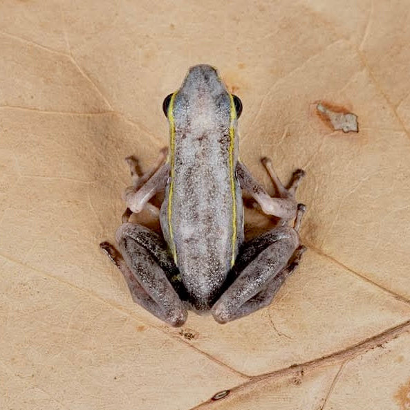 Ameerega trivittata “Green” Dart Frog | FrogDaddy