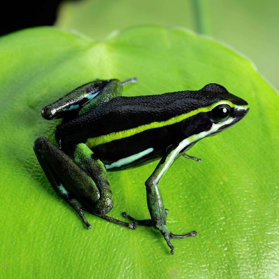Ameerega trivittata “Green” Tadpole | FrogDaddy