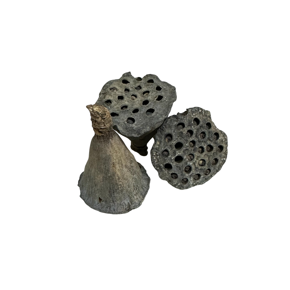 Lotus Head Seed Pod - Micro