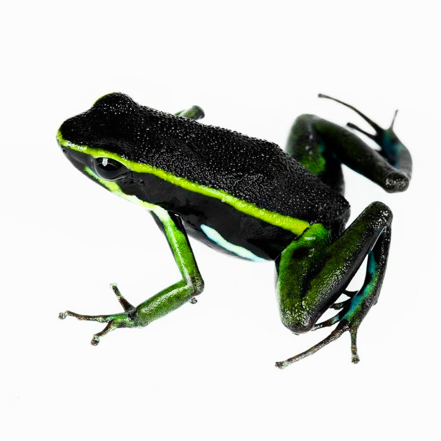 アタオ　エイボン アテナ　ダークグリーン Ameerega trivittata “Green” Dart Frog | FrogDaddy