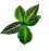 Ardisia gigantifolia
