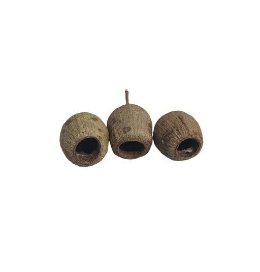 Gum Bell Pods