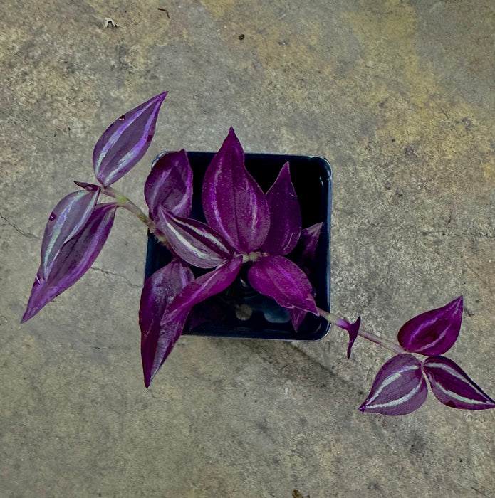 Tradescantia zebrina "Burgandy"