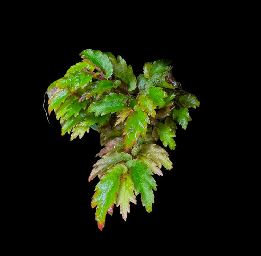 Begonia minutifolia