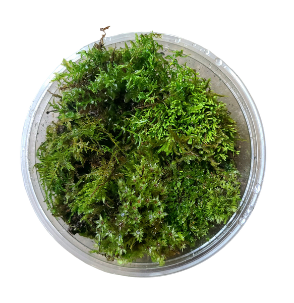 Temperate Moss Variety Pack Live Moss | FrogDaddy