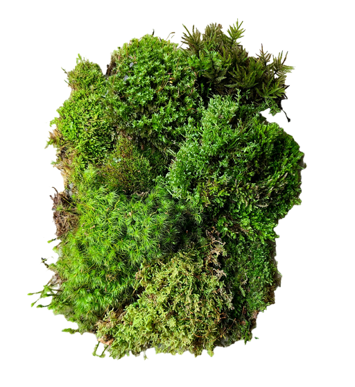 Temperate Moss Variety Pack
