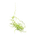 Peperomia emarginella "Ecuador"