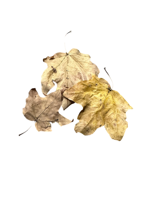 Sycamore Leaves (Platanus)
