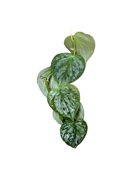 Philodendron sp. “Mottled Fitzcaraldo”