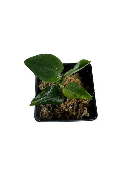 monstera velvet Monstera sp. Black Velvet Terrarium Plant