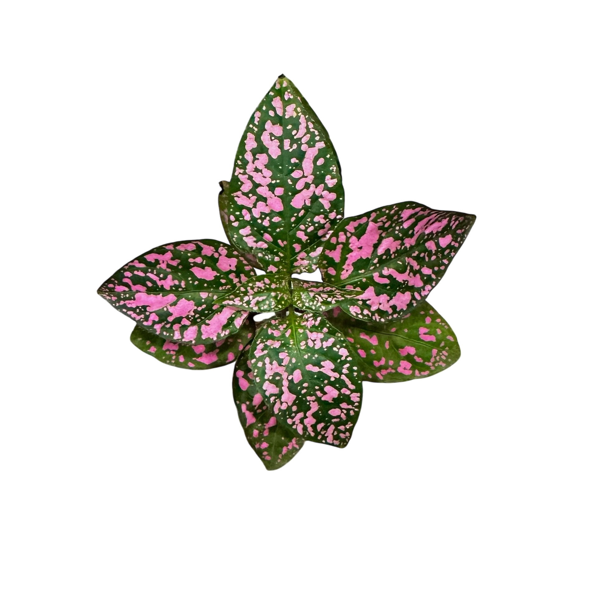 pink spotted indoor plant Hypoestes phyllostachya - Pink Confetti Terrarium Plant