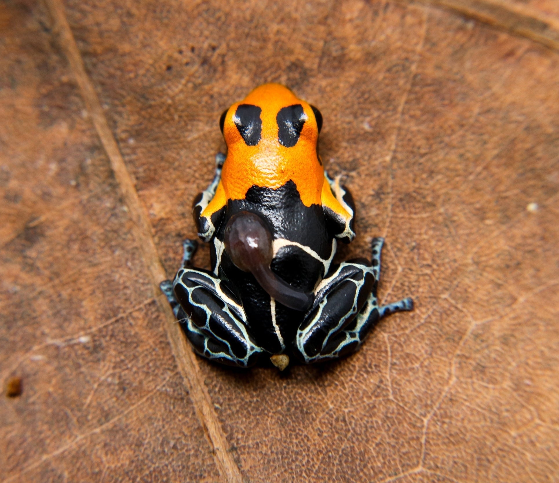 SPLENDIDO anfibio チタニウムダイブコンピュータ Ranitomeya fantastica 