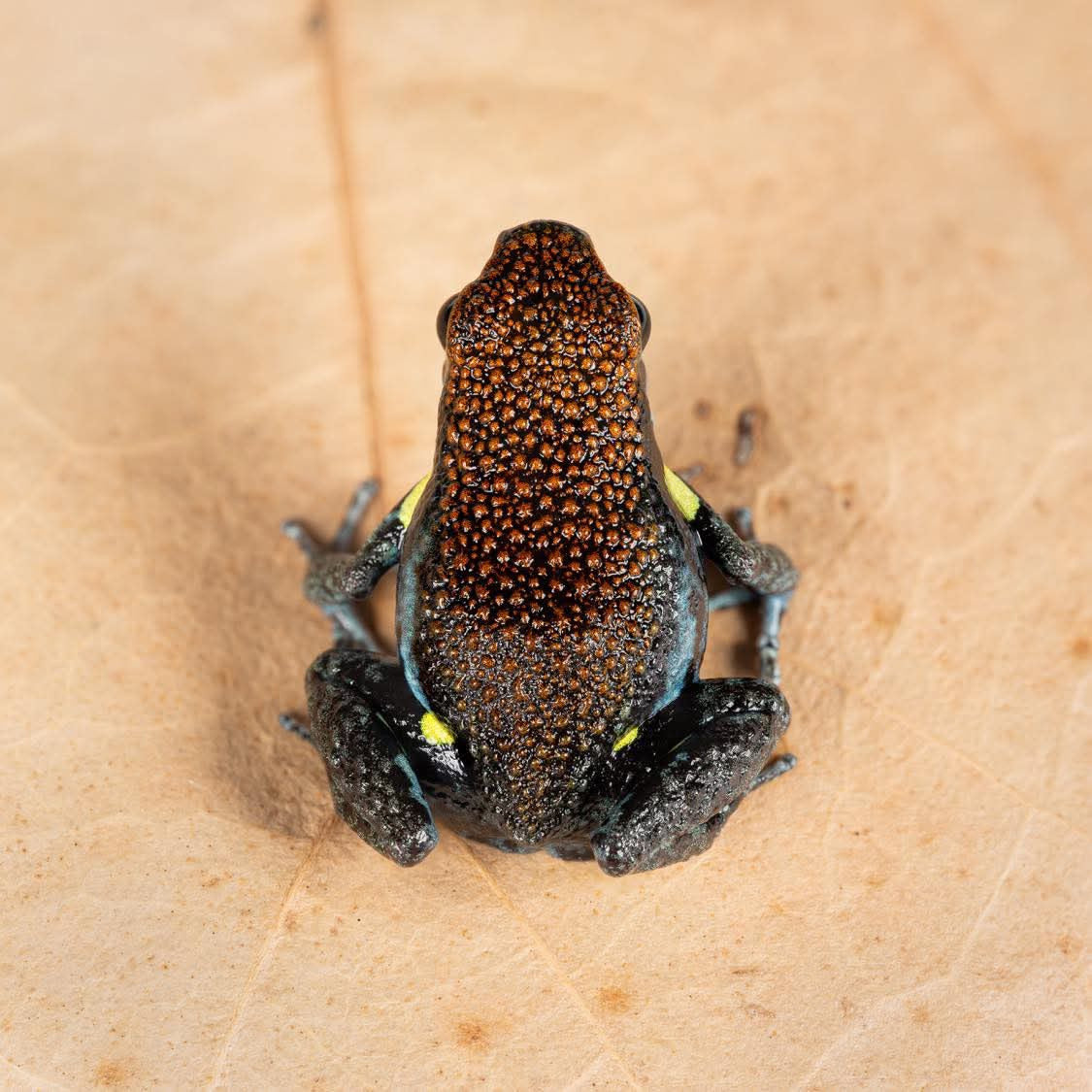 Tadpoles – FrogDaddy