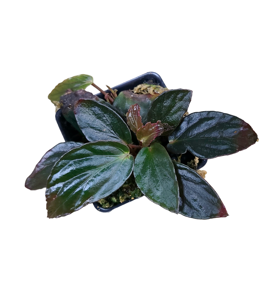 Begonia hatacoa var. rubrifolia