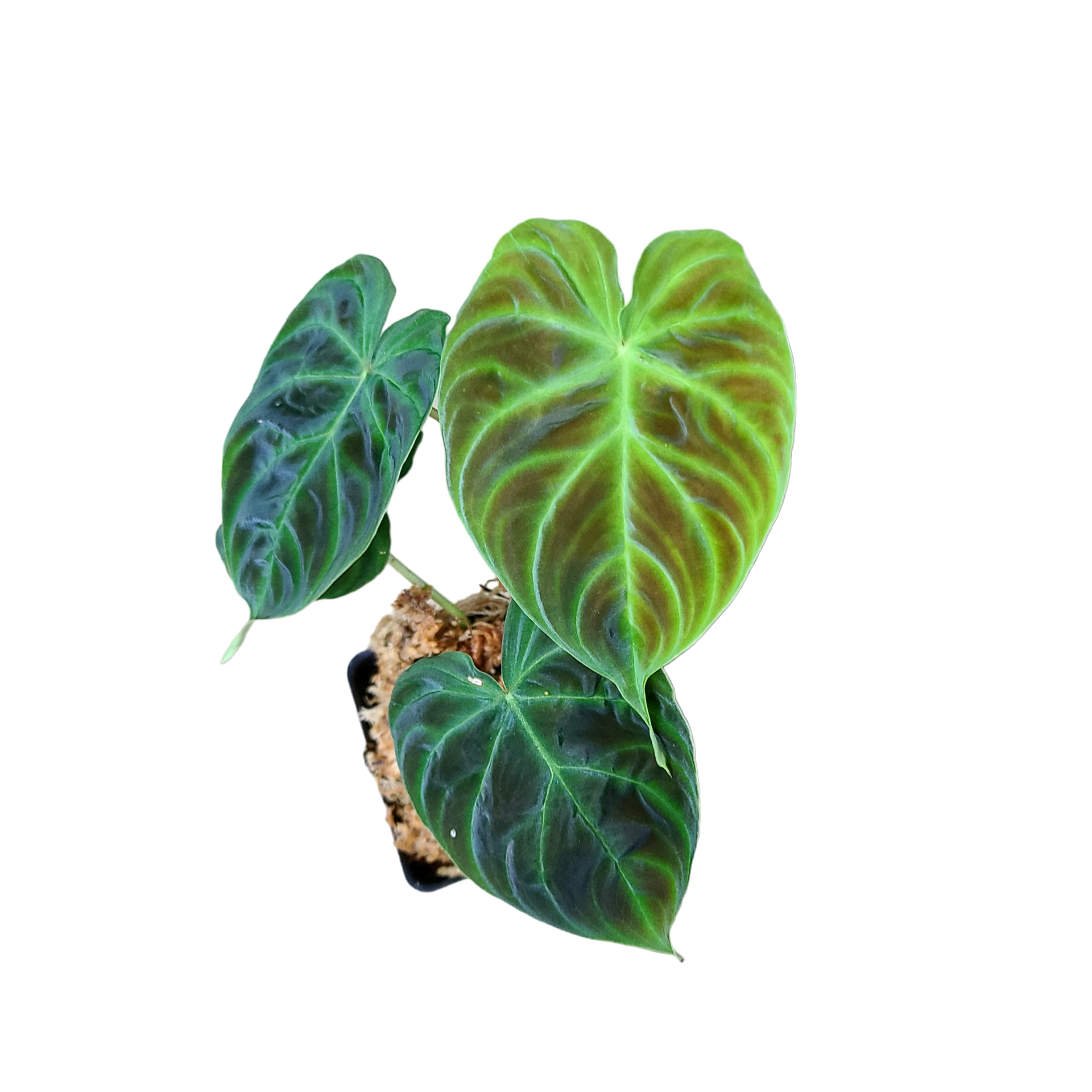 Philodendron verrucosum Ecuador - Mini Terrarium Plant